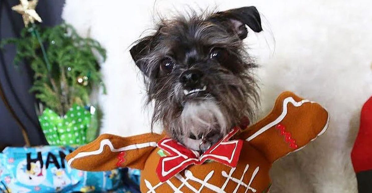 a dog wearing a costume
