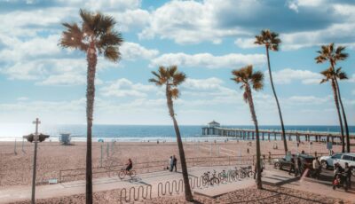 A Group Of Palm Trees On A Beach